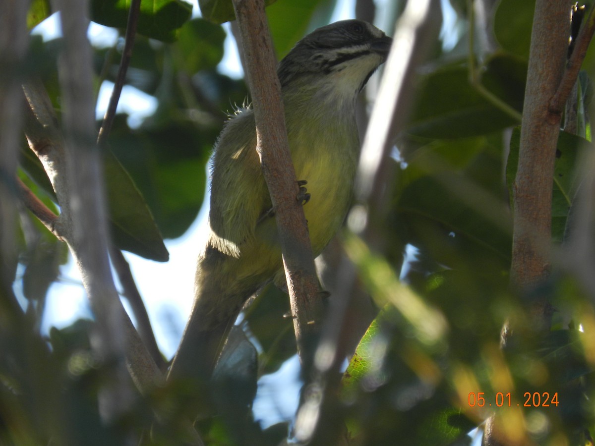 Zapata Sparrow - ML616114024