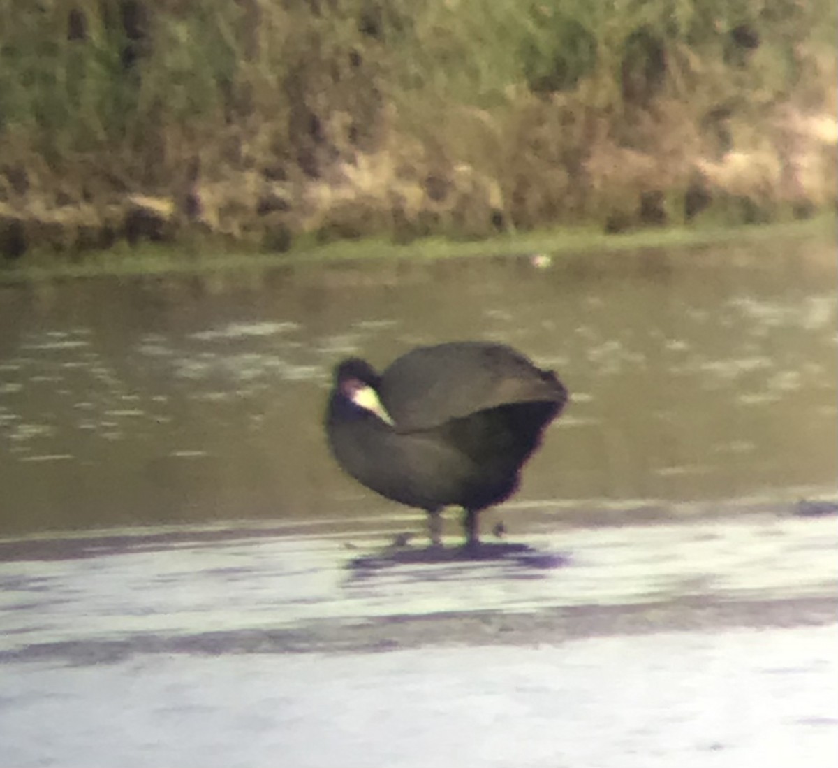 Red-knobbed Coot - ML616114040