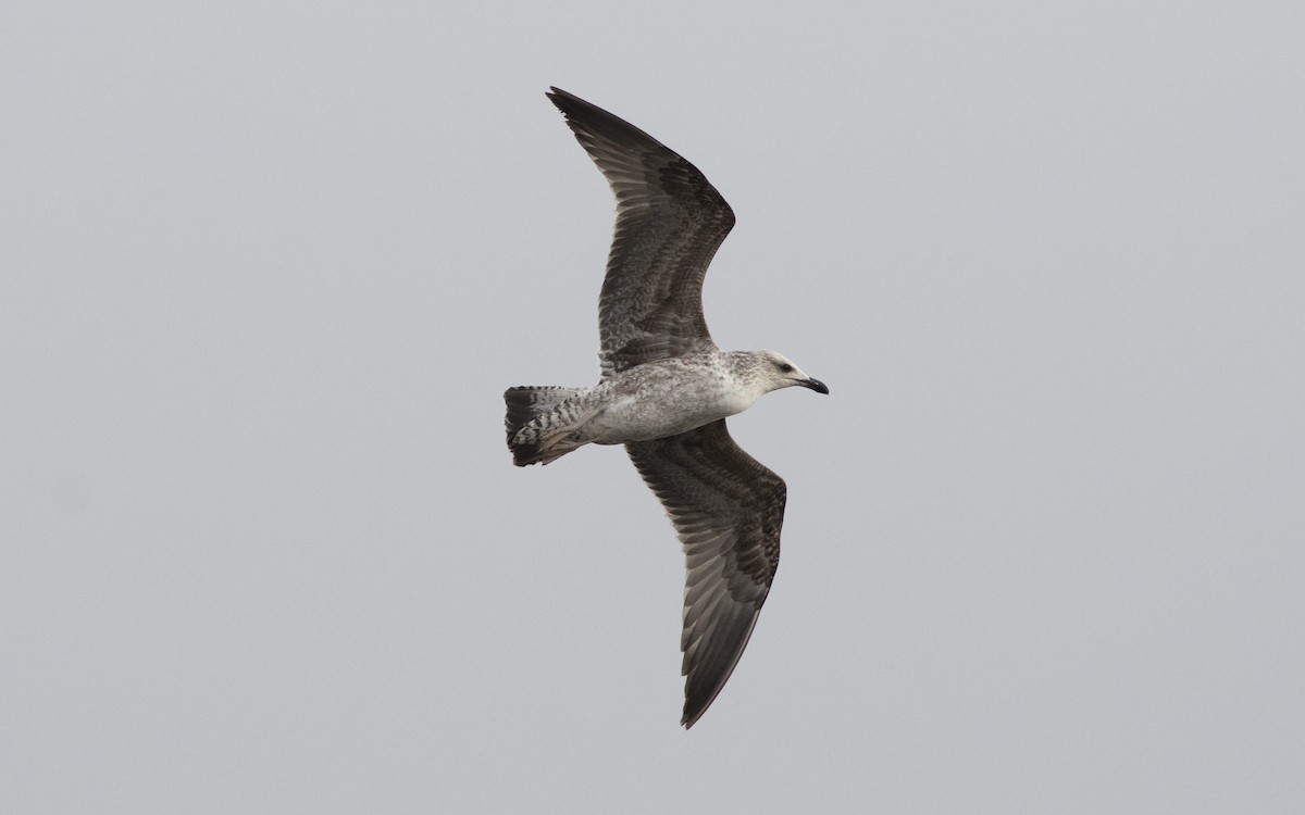 Yellow-legged Gull - ML616114053