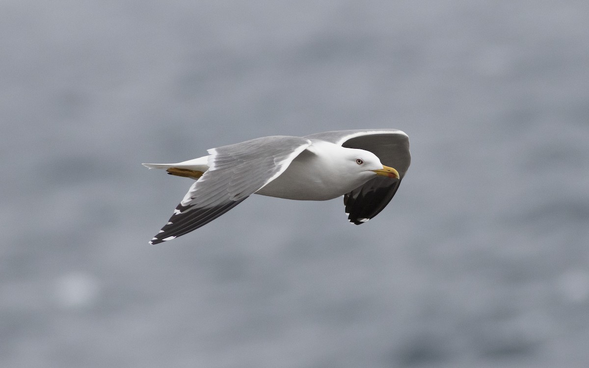 Yellow-legged Gull - ML616114054