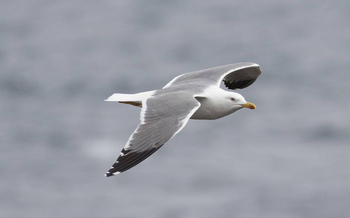 Yellow-legged Gull - ML616114055