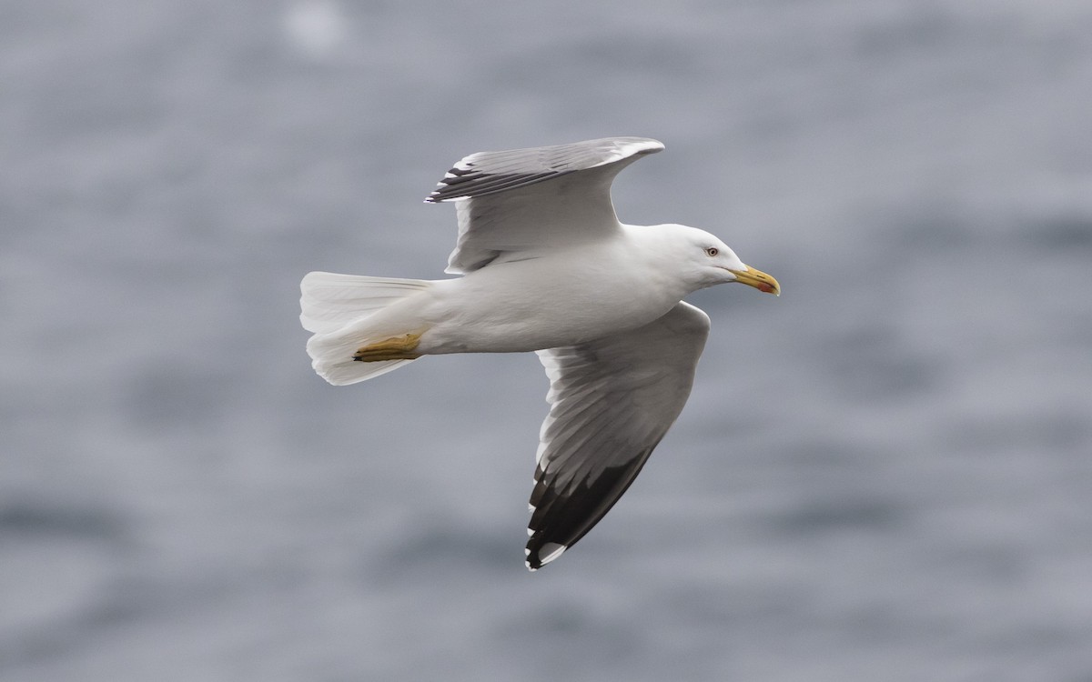 Yellow-legged Gull - ML616114057