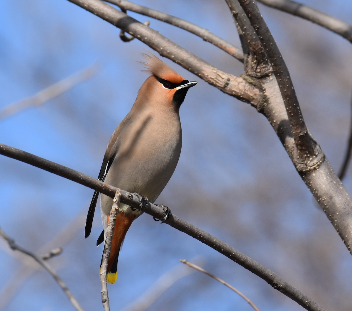 Bohemian Waxwing - Shirley Rushforth Guinn