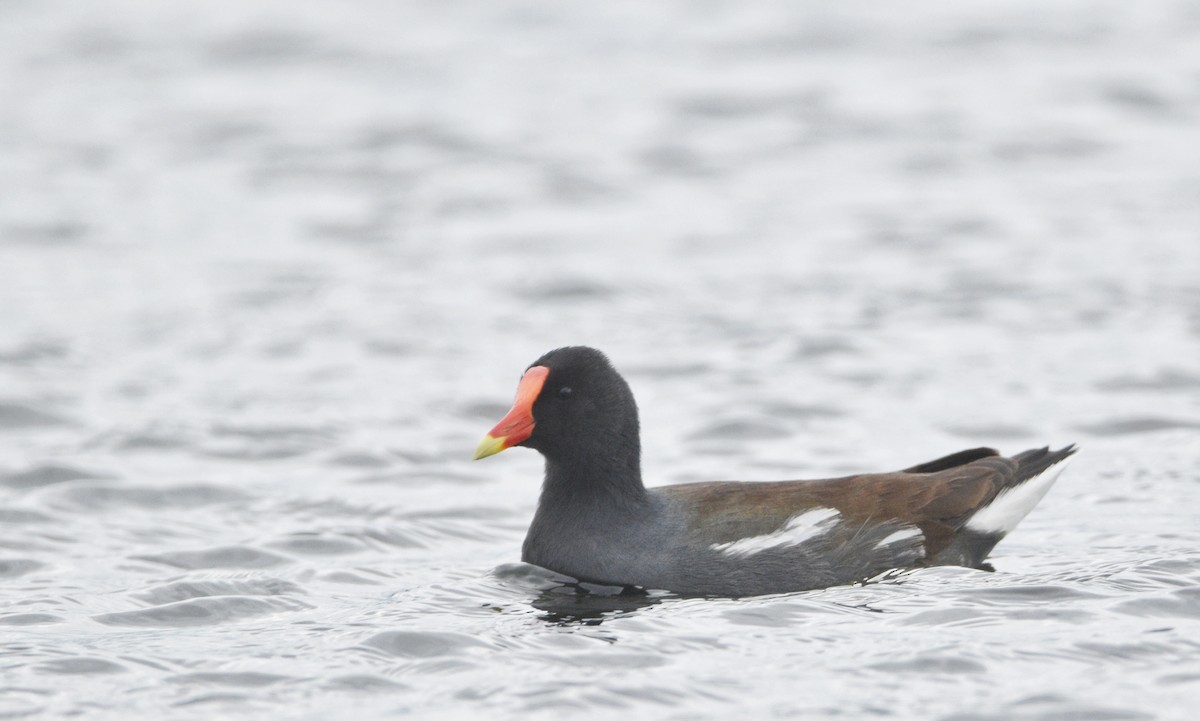 Common Gallinule (American) - ML616114076