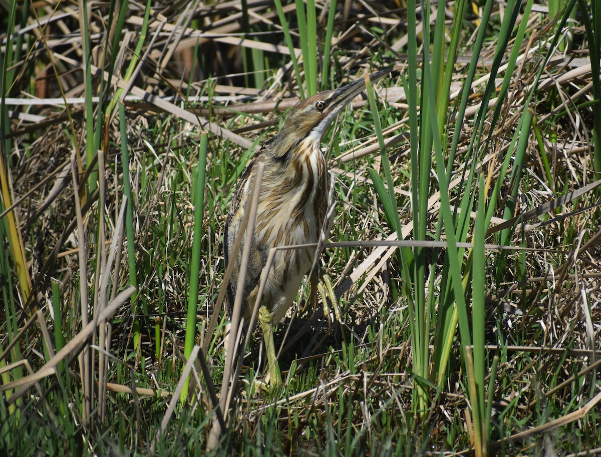 American Bittern - ML616114085