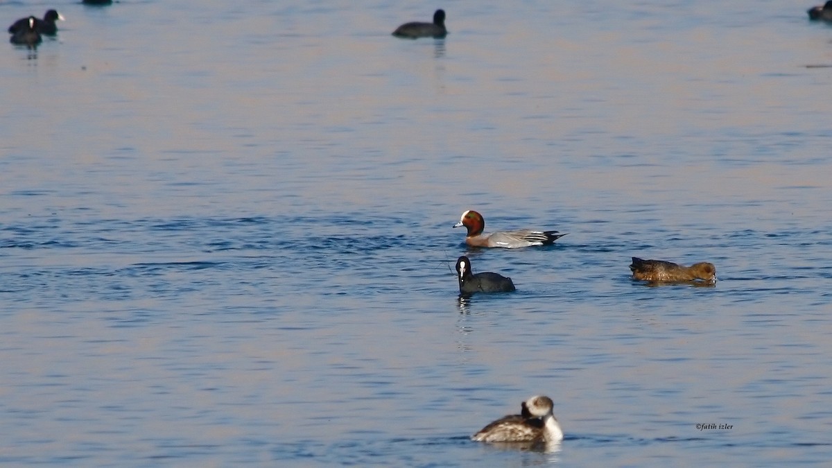 Eurasian Wigeon - ML616114167