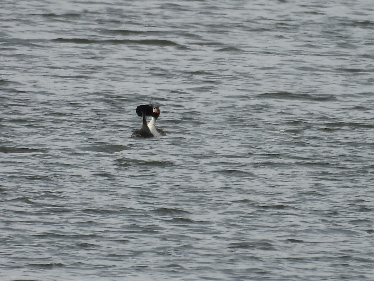 Great Crested Grebe - ML616114228