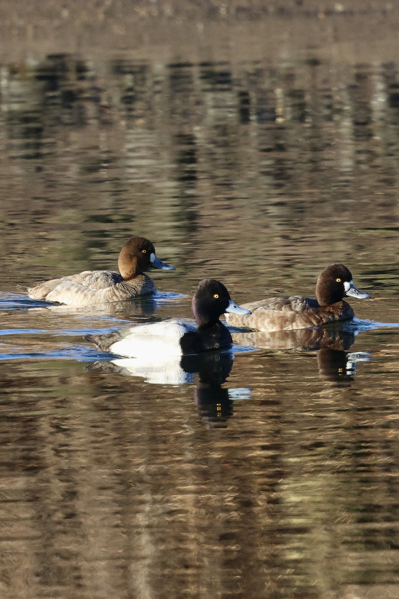 Lesser Scaup - ML616114332