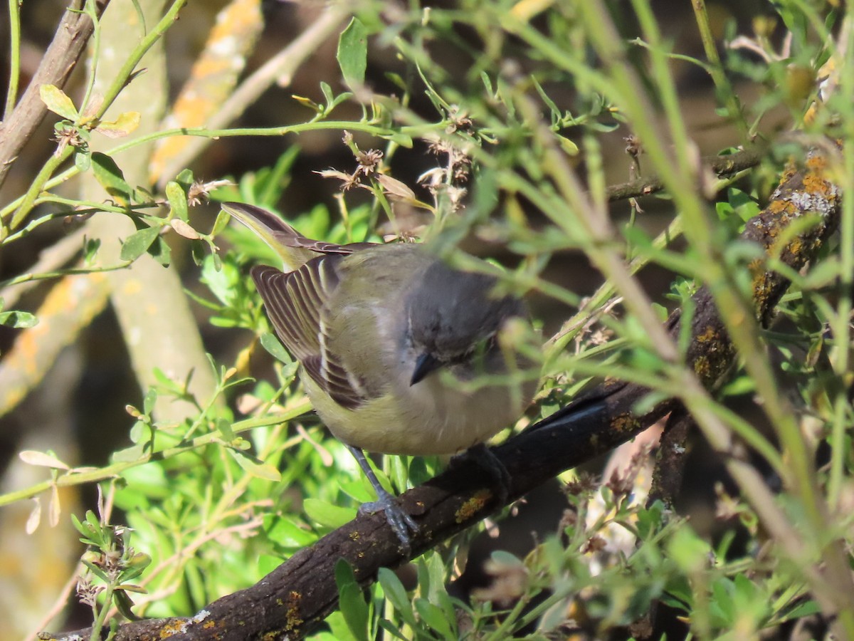 Cassin's Vireo - Pat Paternostro