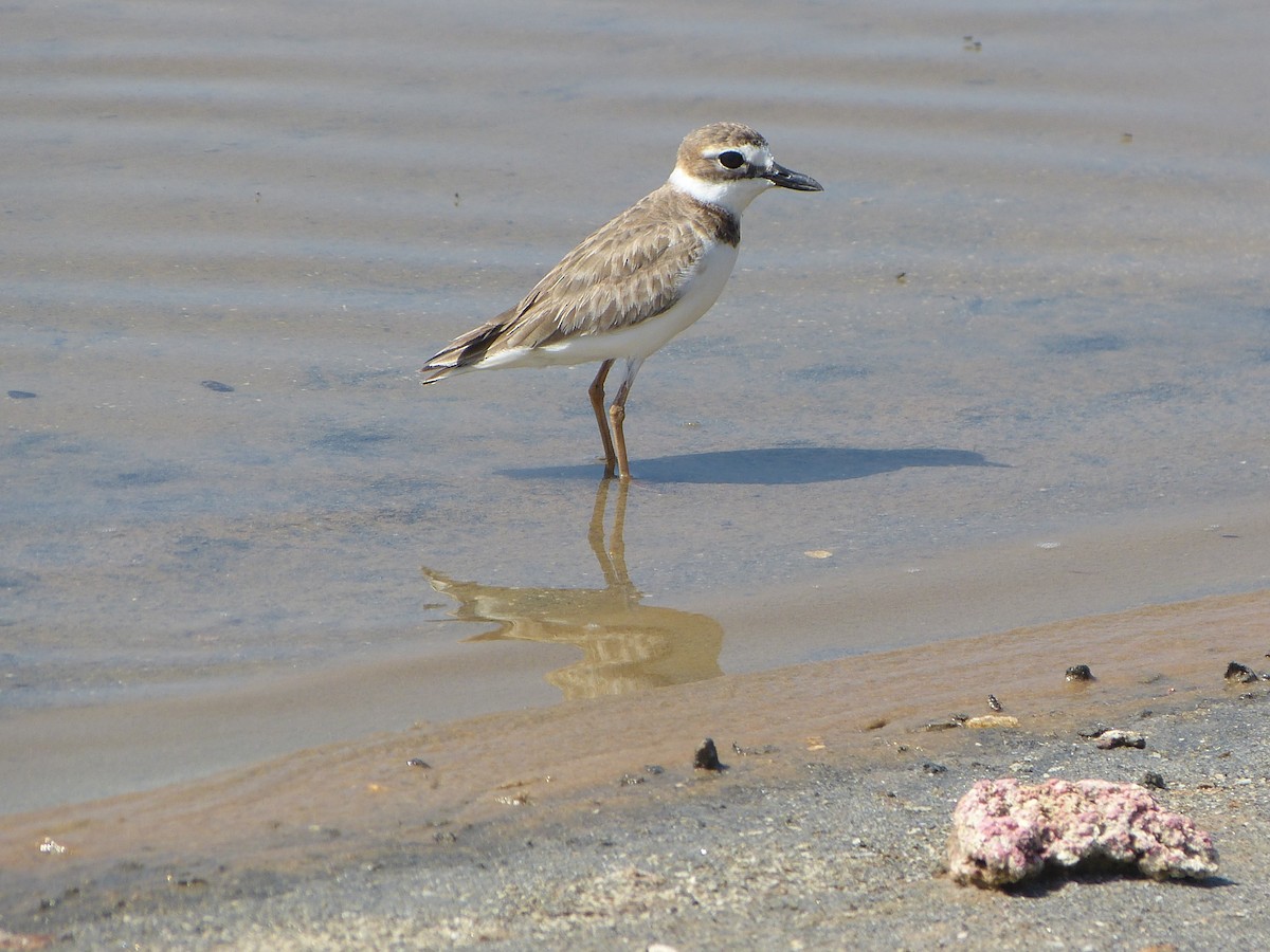 Wilson's Plover - ML616114344