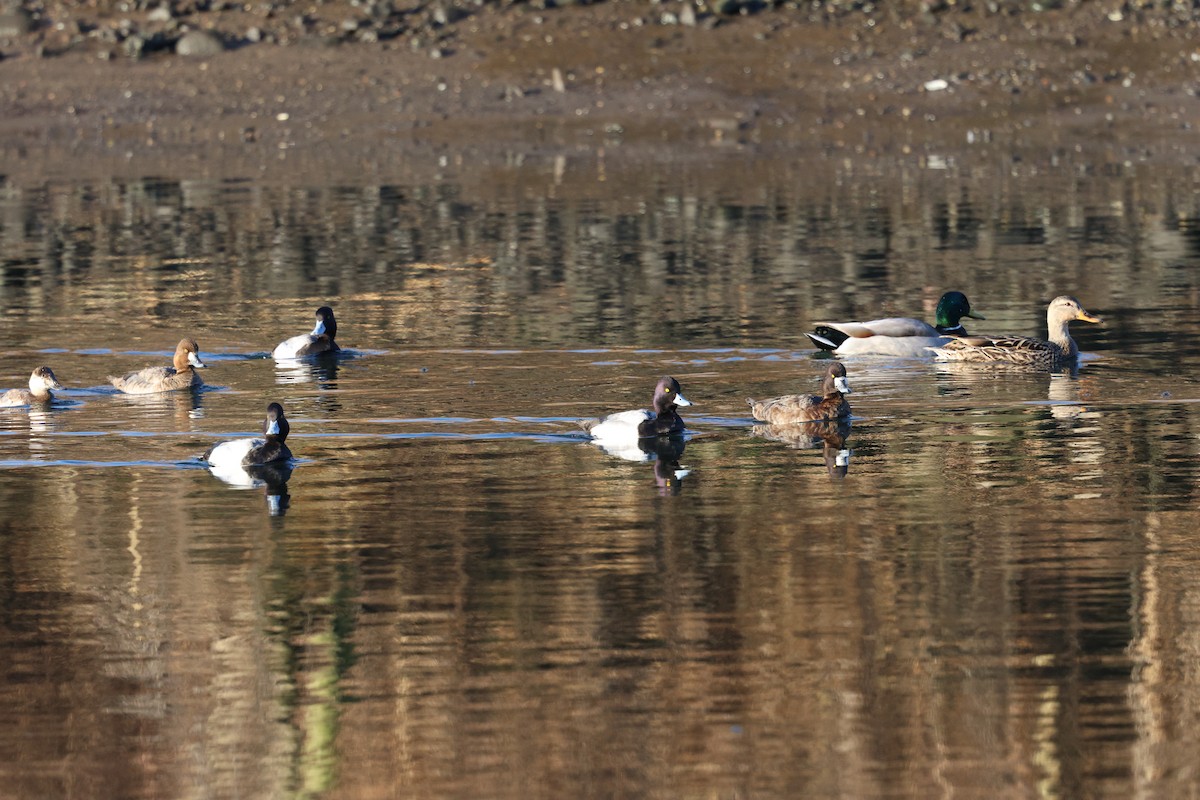 Lesser Scaup - ML616114359