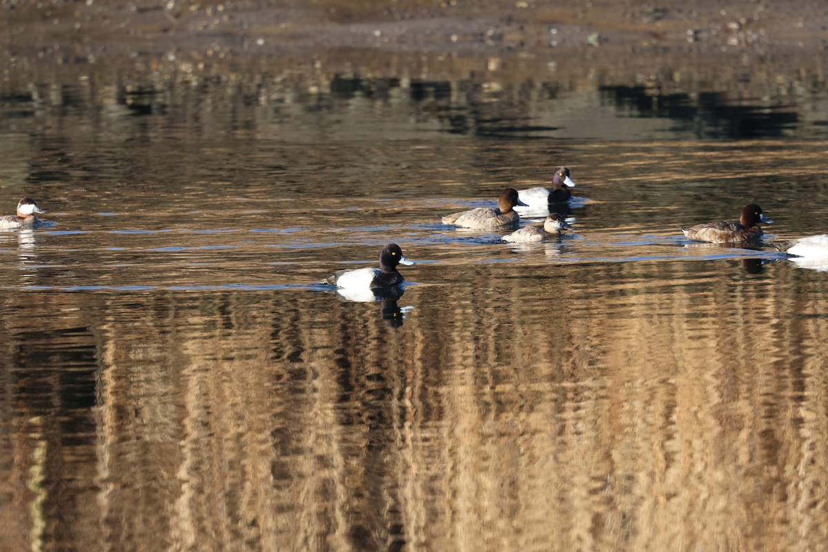 Lesser Scaup - Zach L