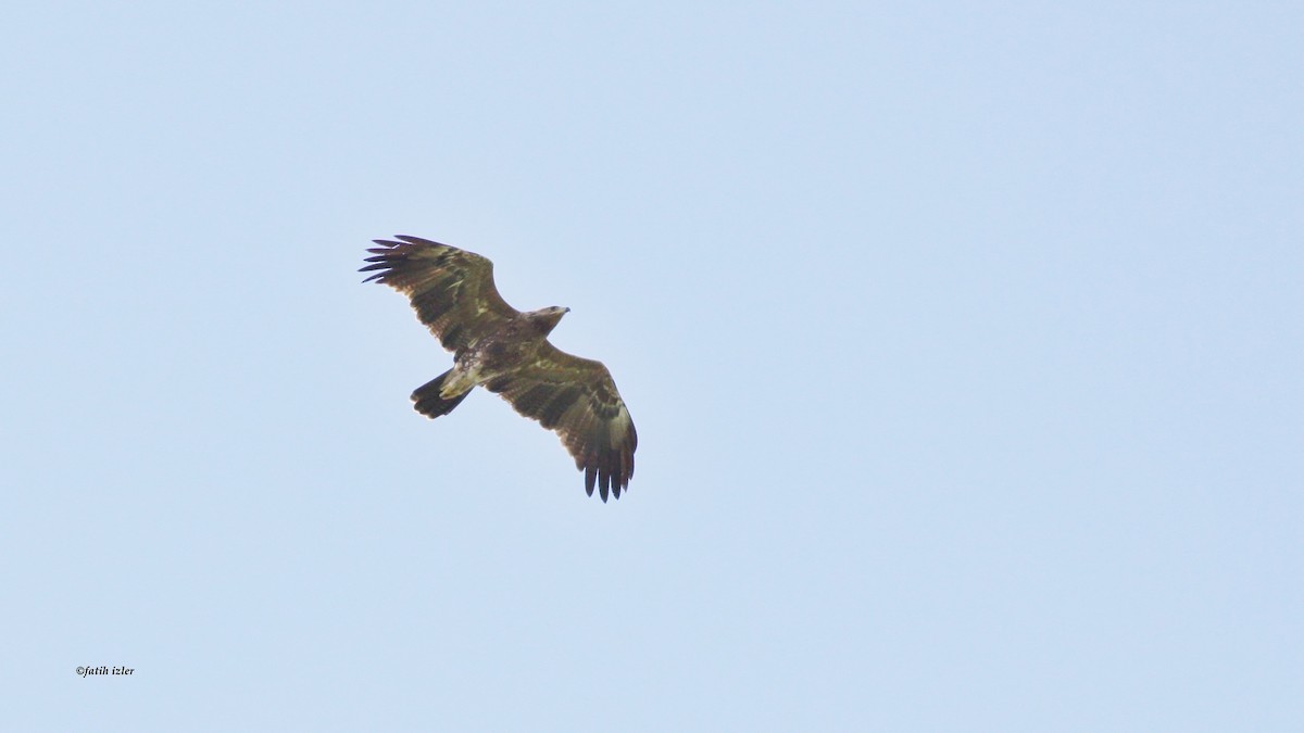 Lesser Spotted Eagle - ML616114470