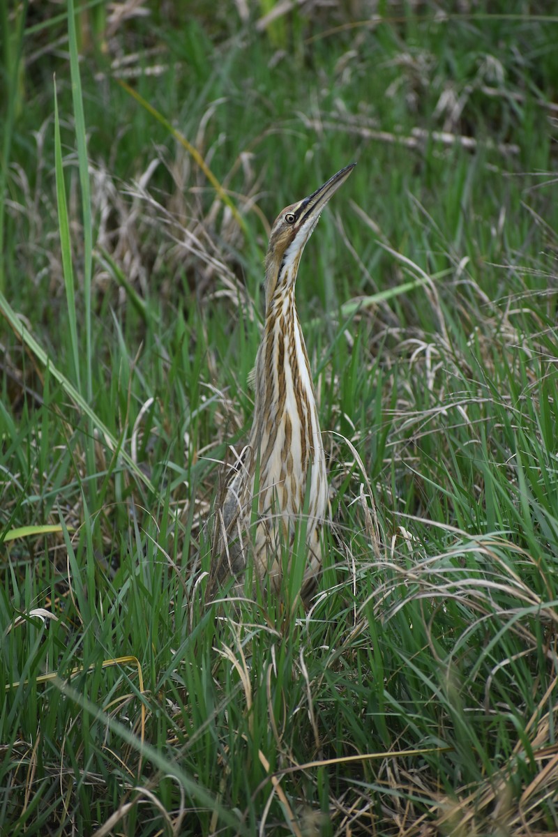 American Bittern - ML616114588