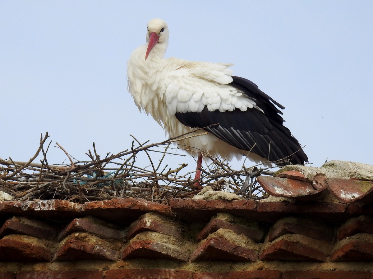 White Stork - ML616114593