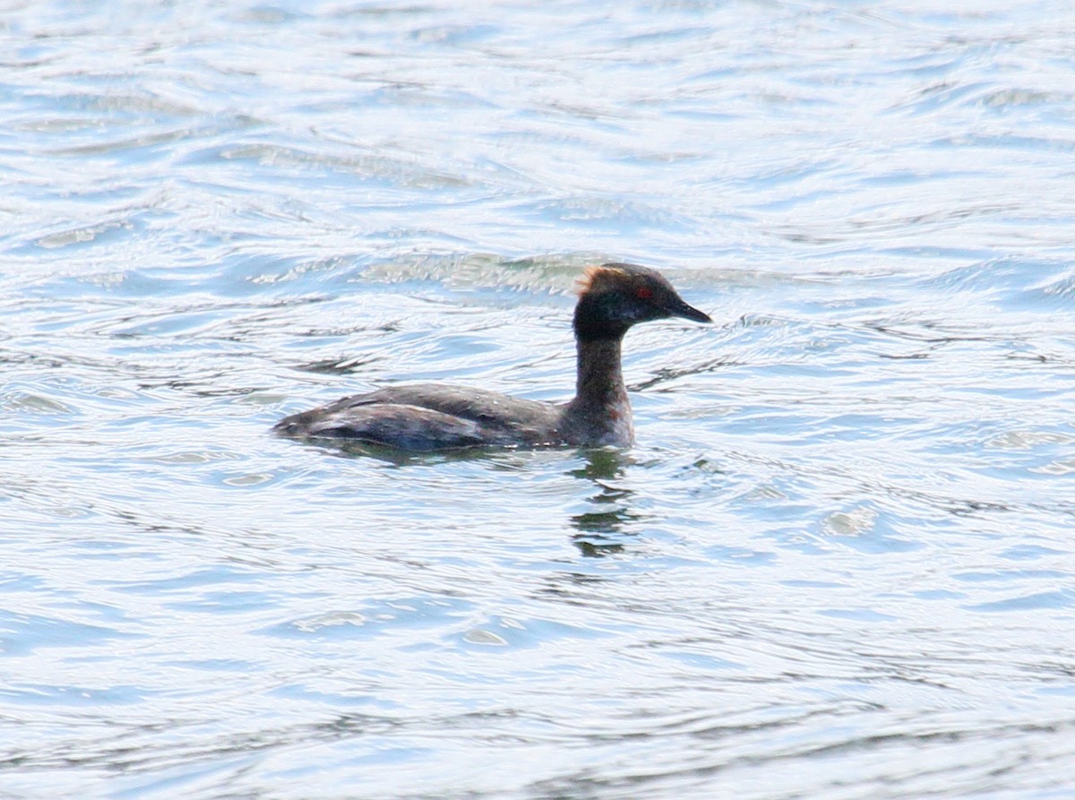 Horned Grebe - ML616114616