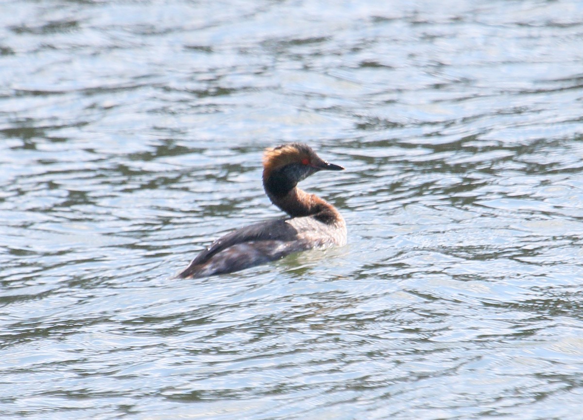 Horned Grebe - ML616114619