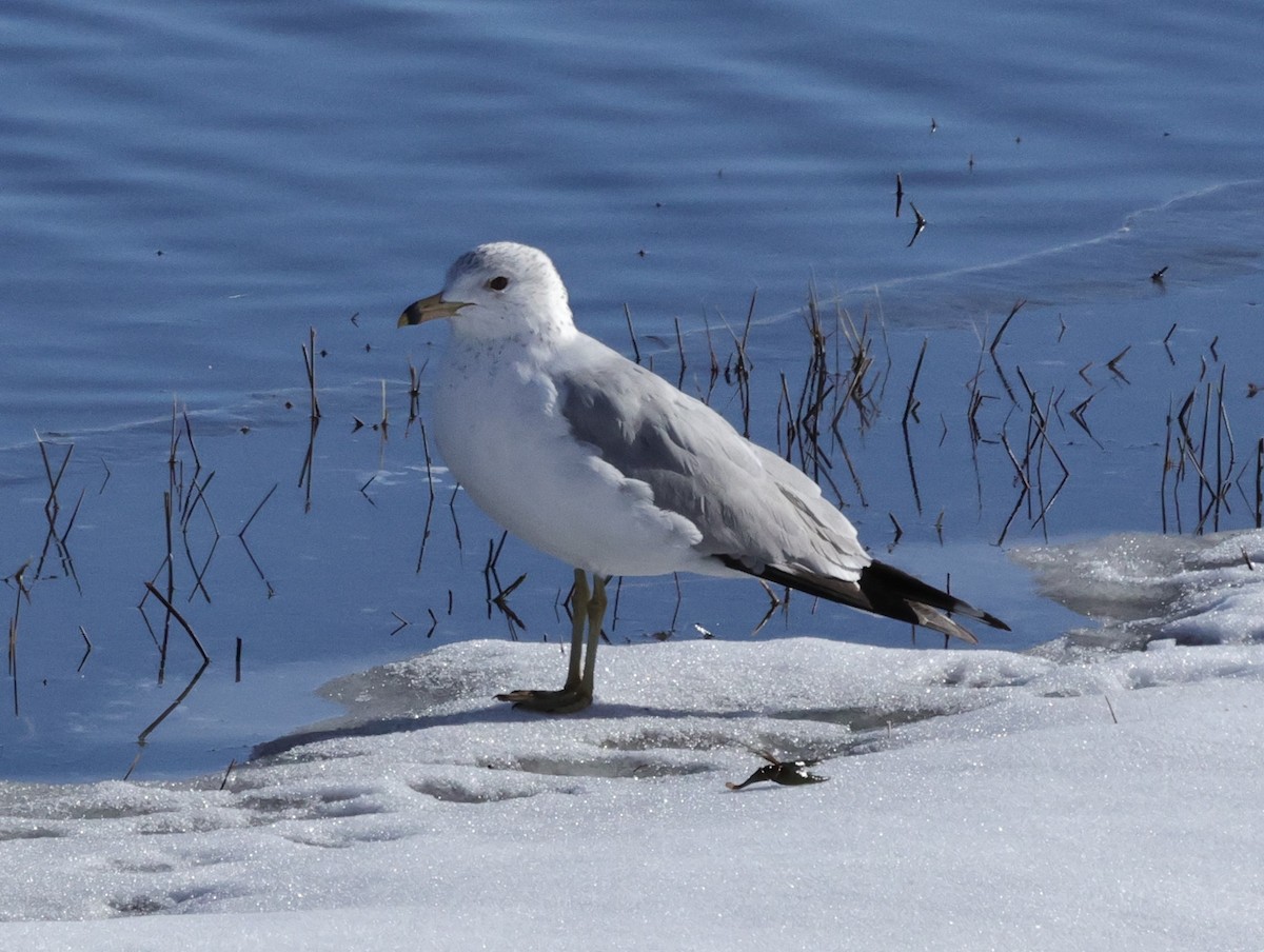 Ring-billed Gull - ML616114674