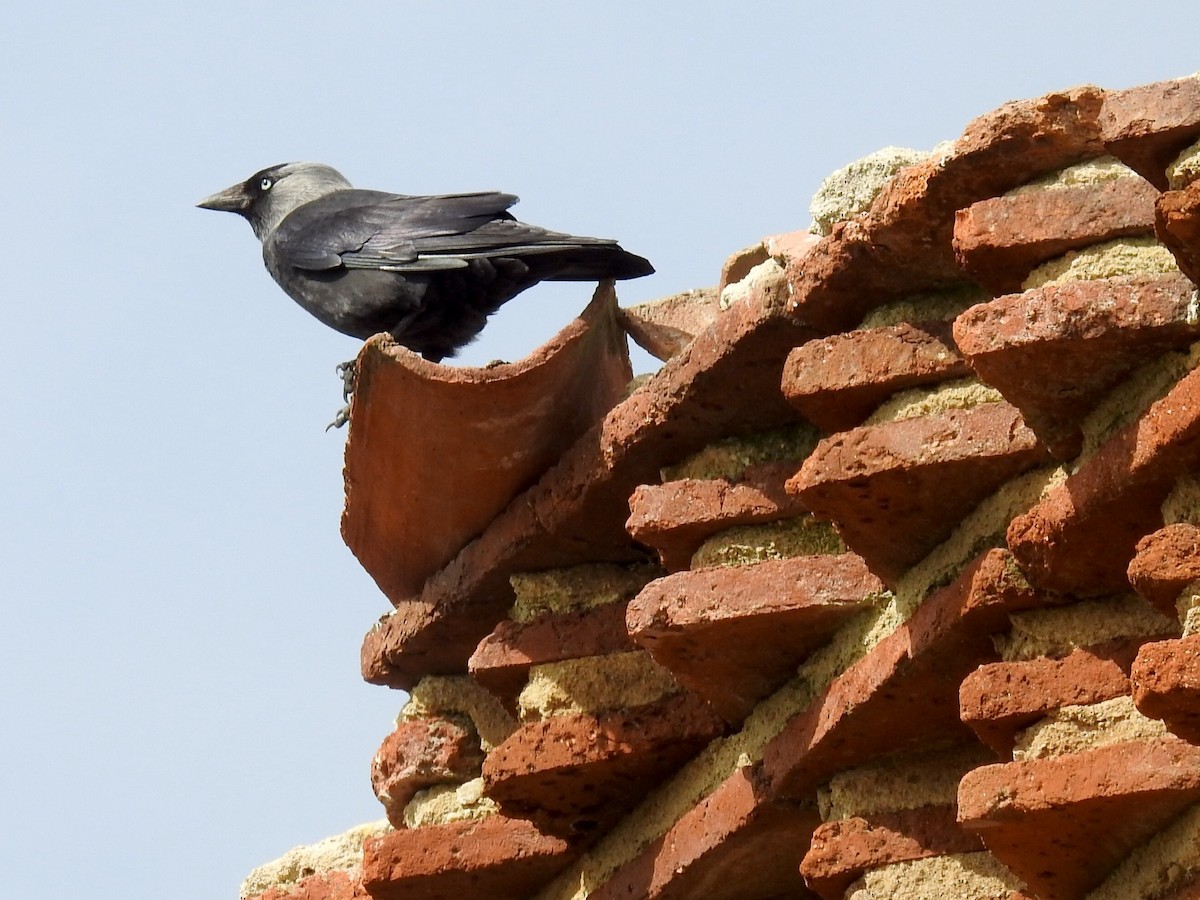 Eurasian Jackdaw - ML616114683