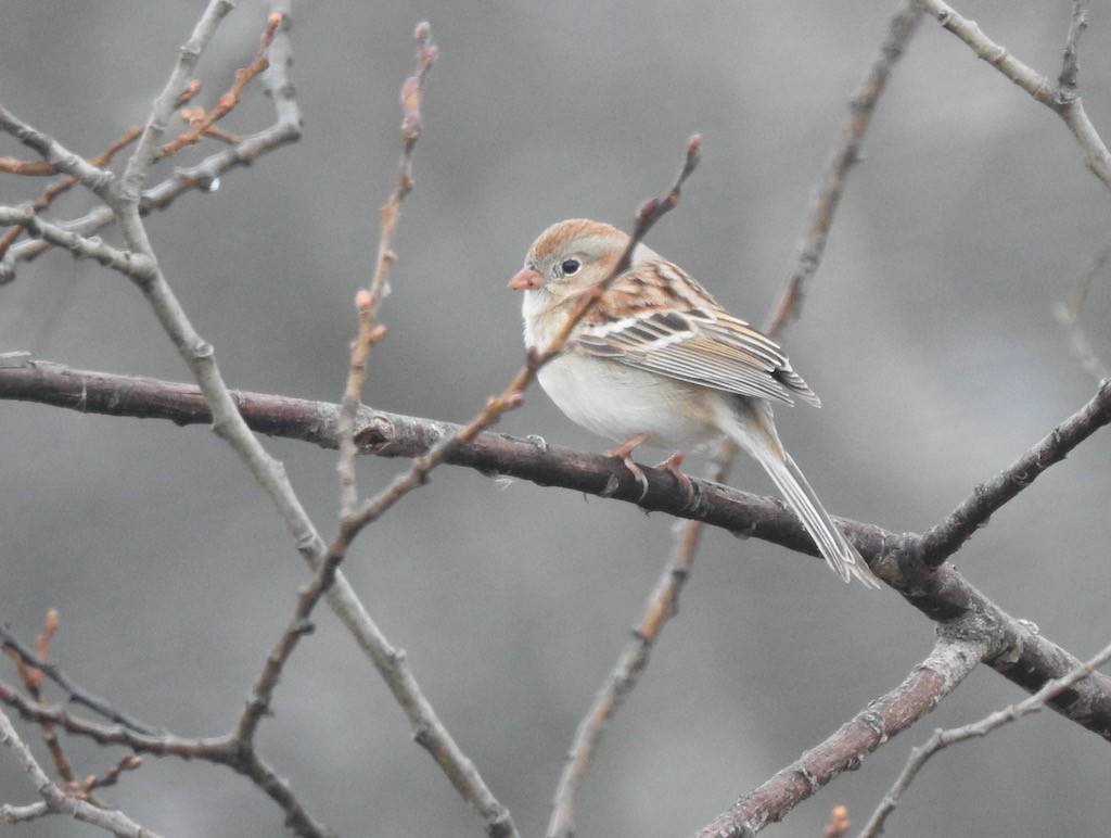 Field Sparrow - ML616114737