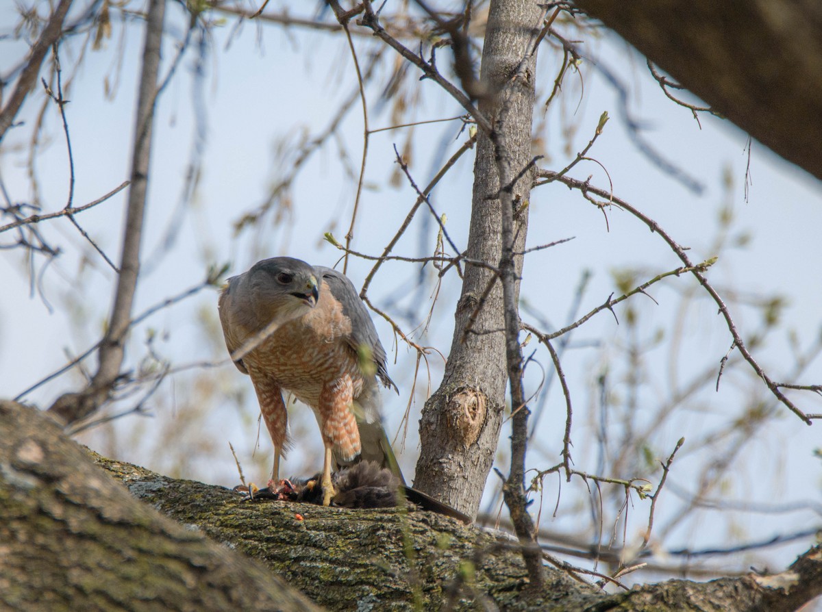 Cooper's Hawk - ML616114745