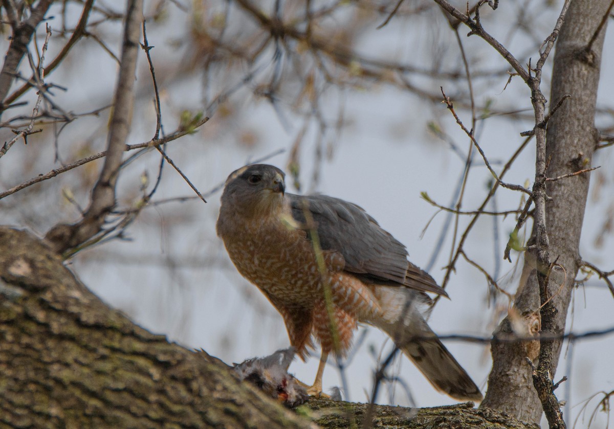 Cooper's Hawk - ML616114746