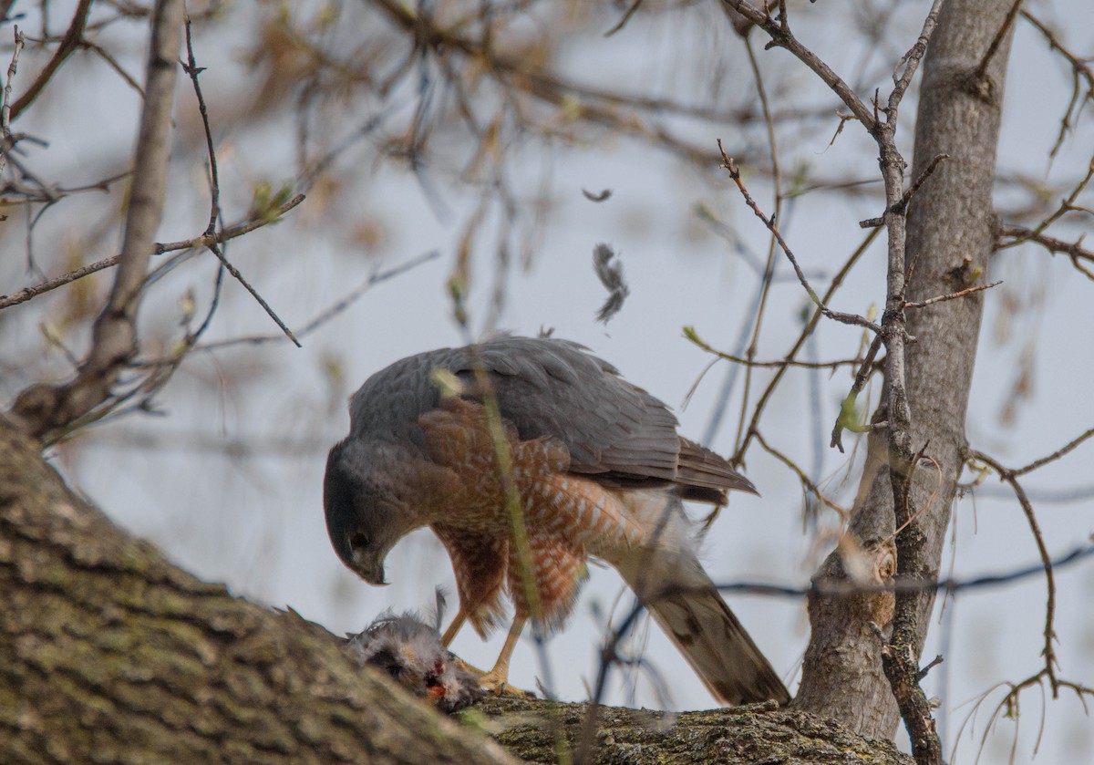 Cooper's Hawk - ML616114747