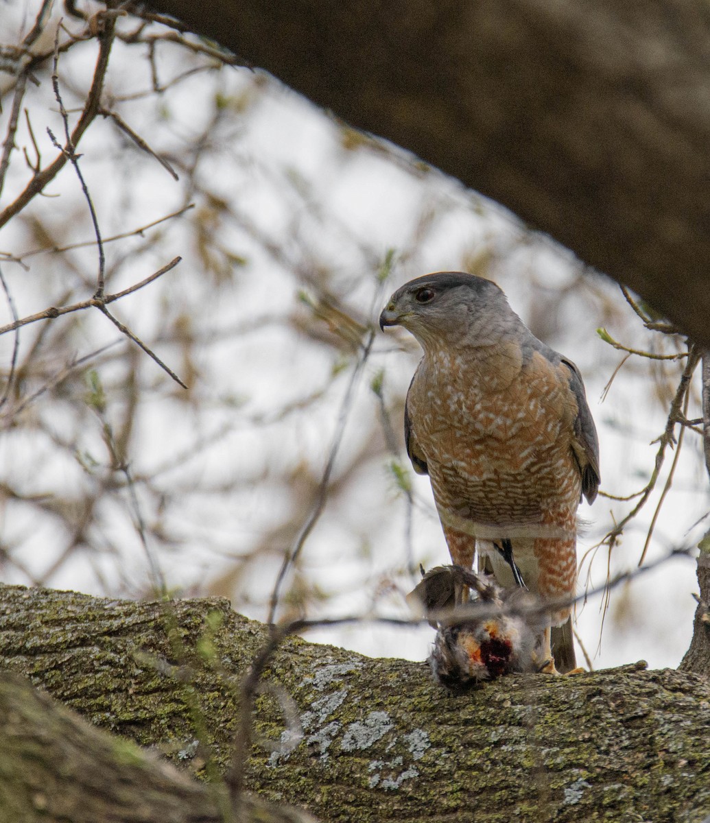 Cooper's Hawk - ML616114748