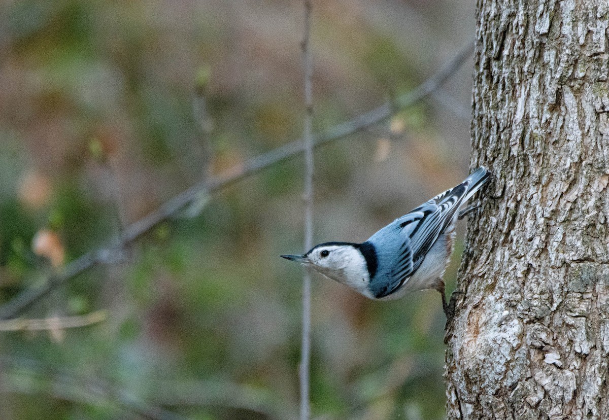 White-breasted Nuthatch - Carrie Thom