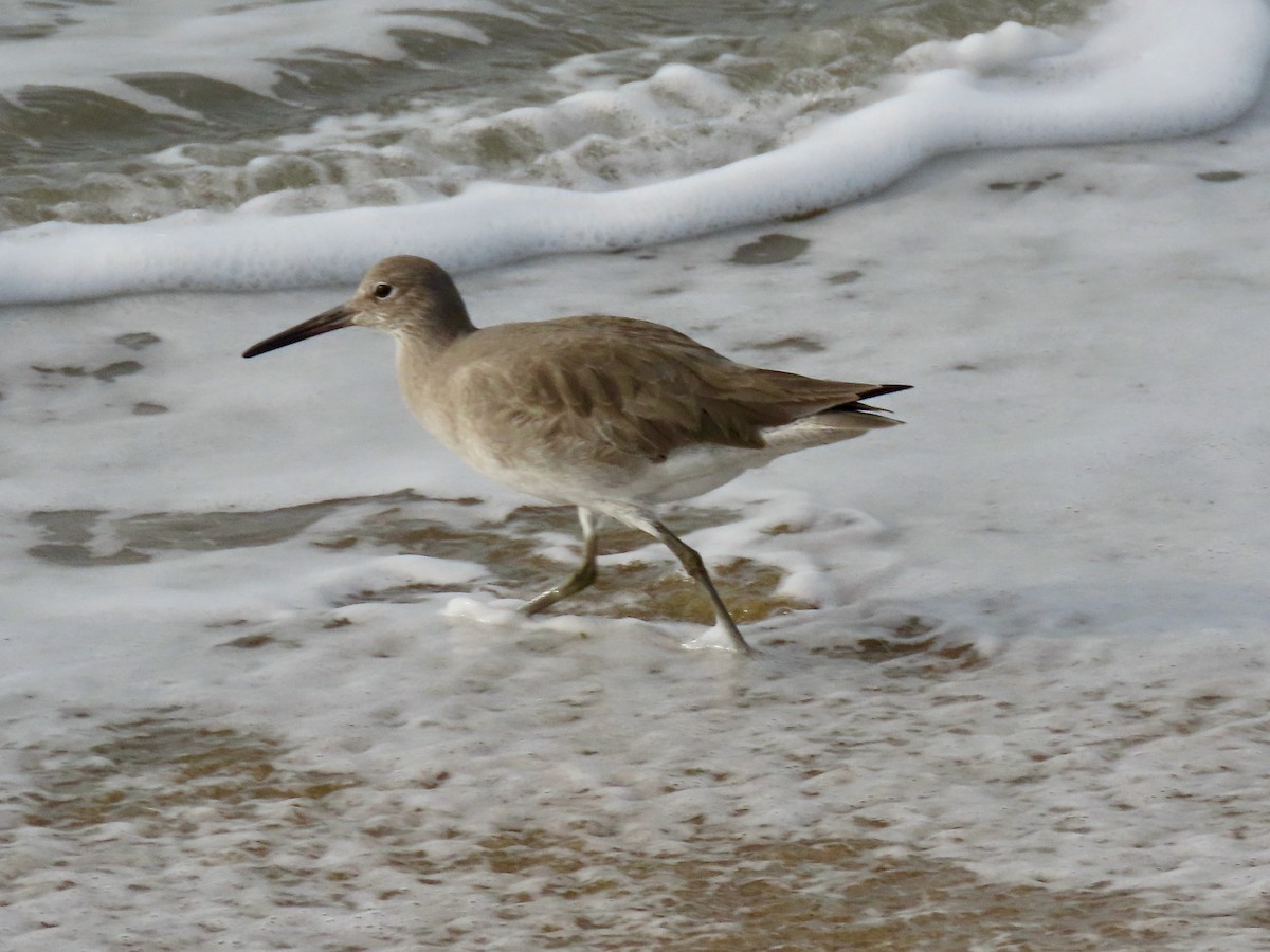 Willet - ML616114765