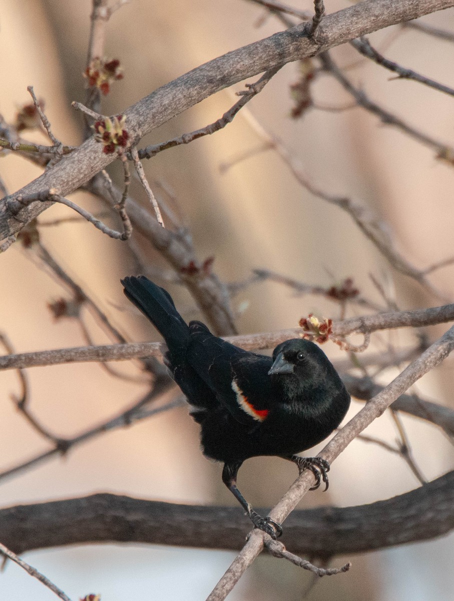 Red-winged Blackbird - ML616114806