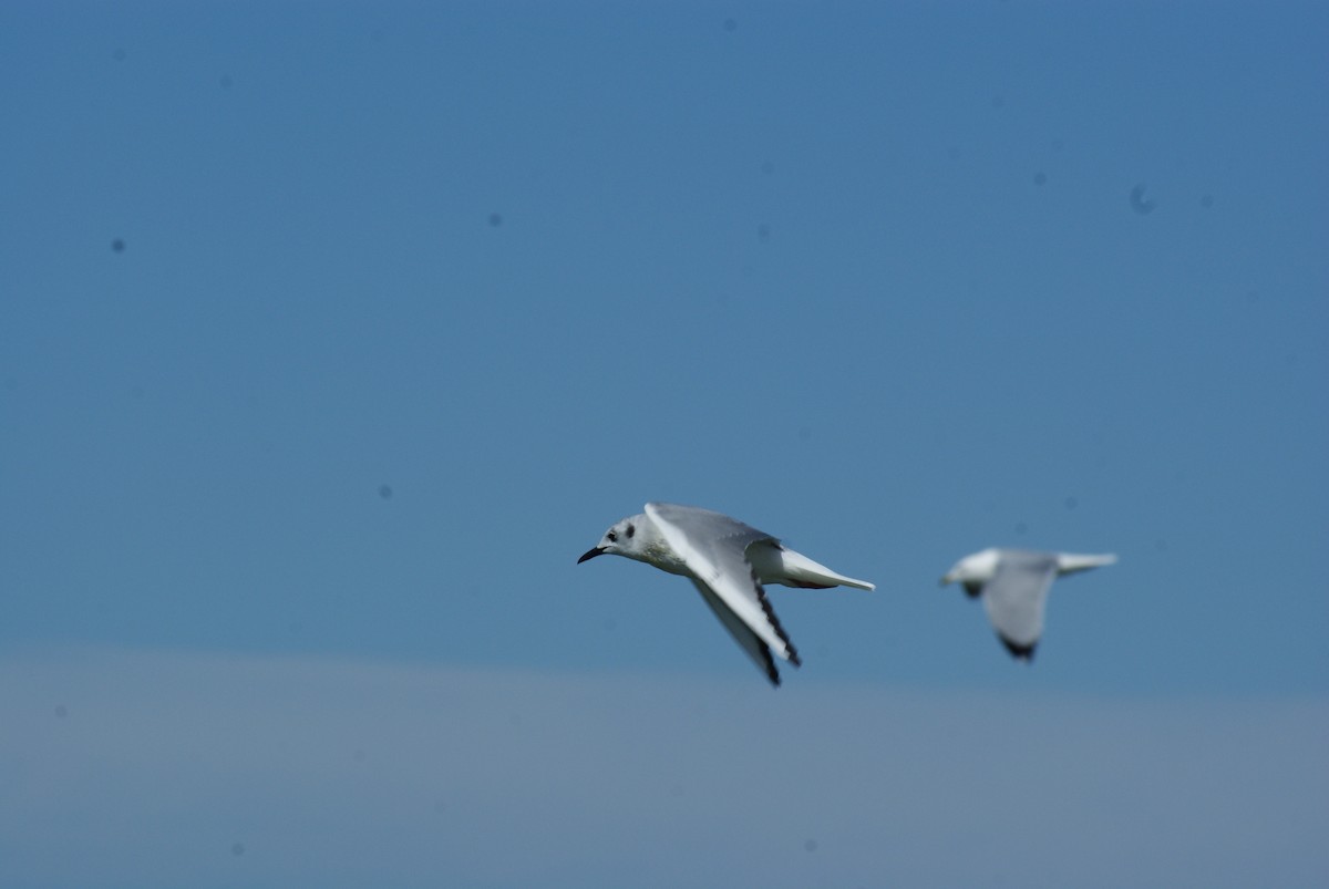 Bonaparte's Gull - ML616114876