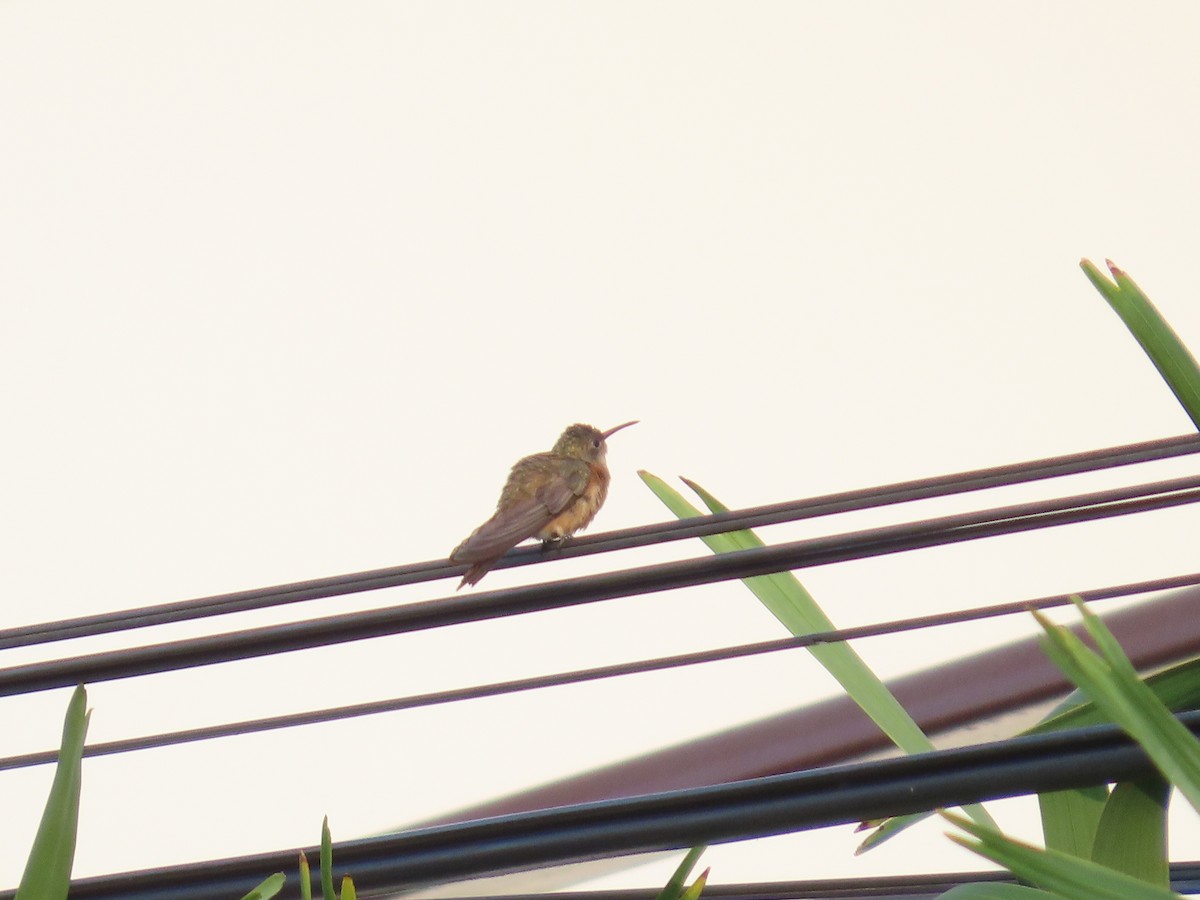 Cinnamon Hummingbird - ML616114881