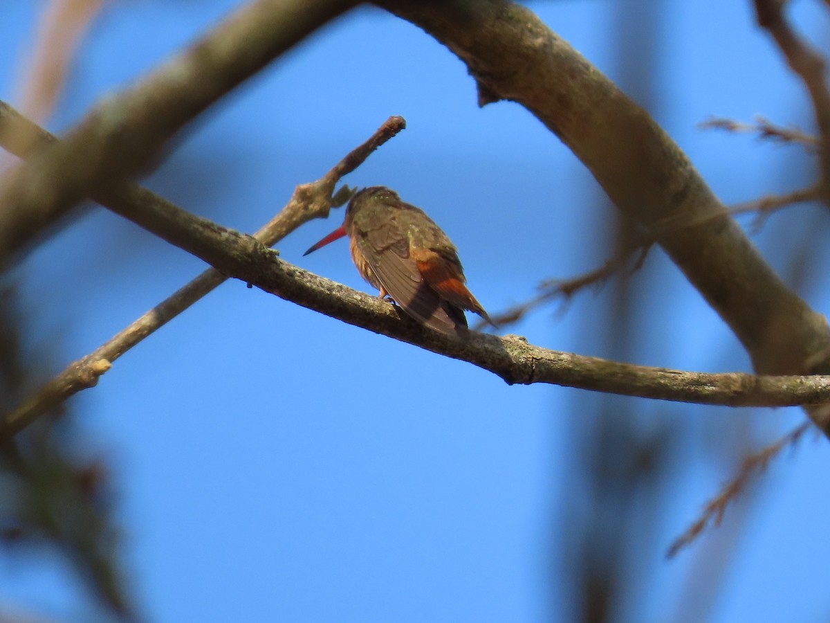 Cinnamon Hummingbird - ML616114885