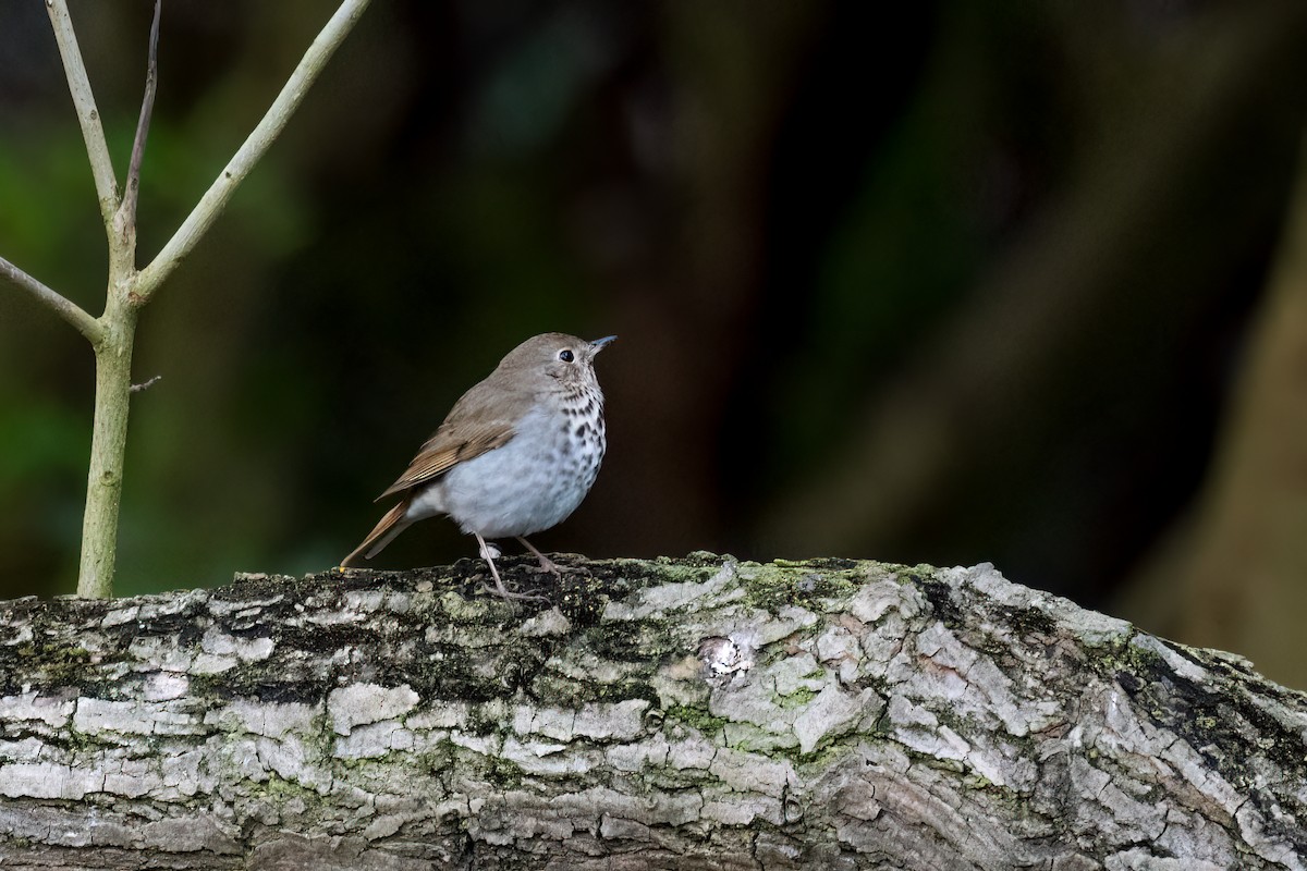 Hermit Thrush - ML616114901