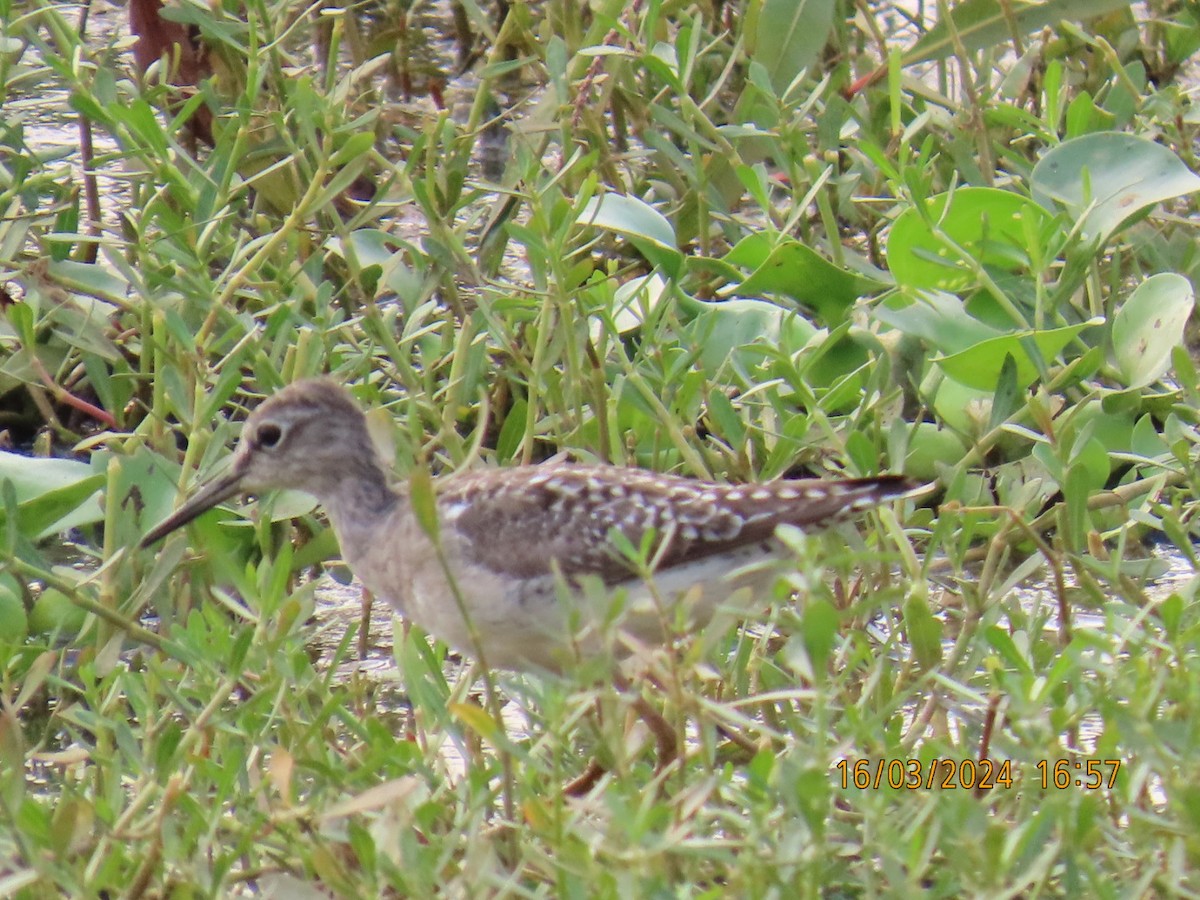 Wood Sandpiper - Usha Venkatachalam