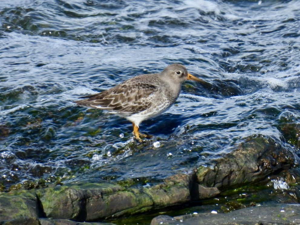 Purple Sandpiper - ML616115061