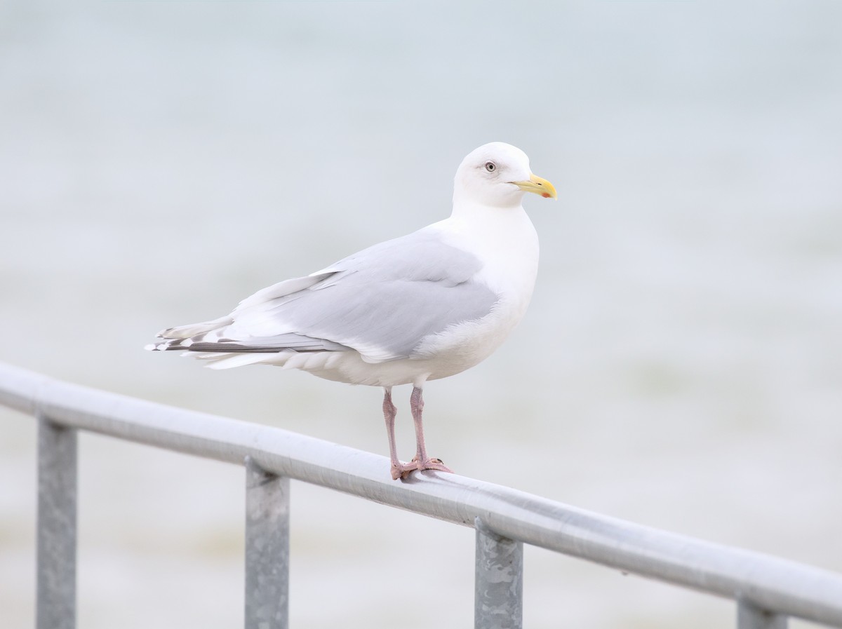 Gaviota Groenlandesa (kumlieni) - ML616115066