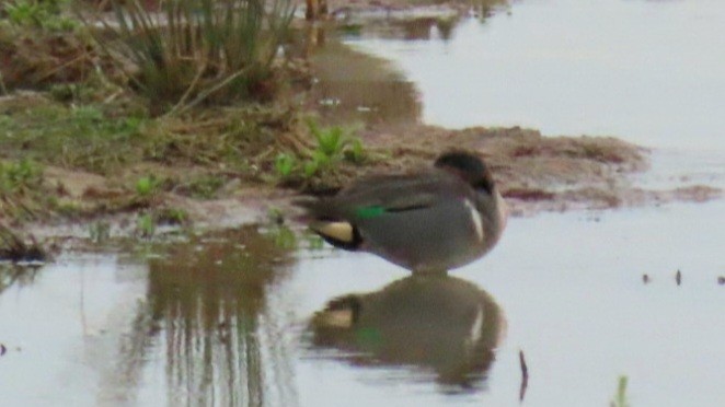 čírka obecná (ssp. carolinensis) - ML616115071