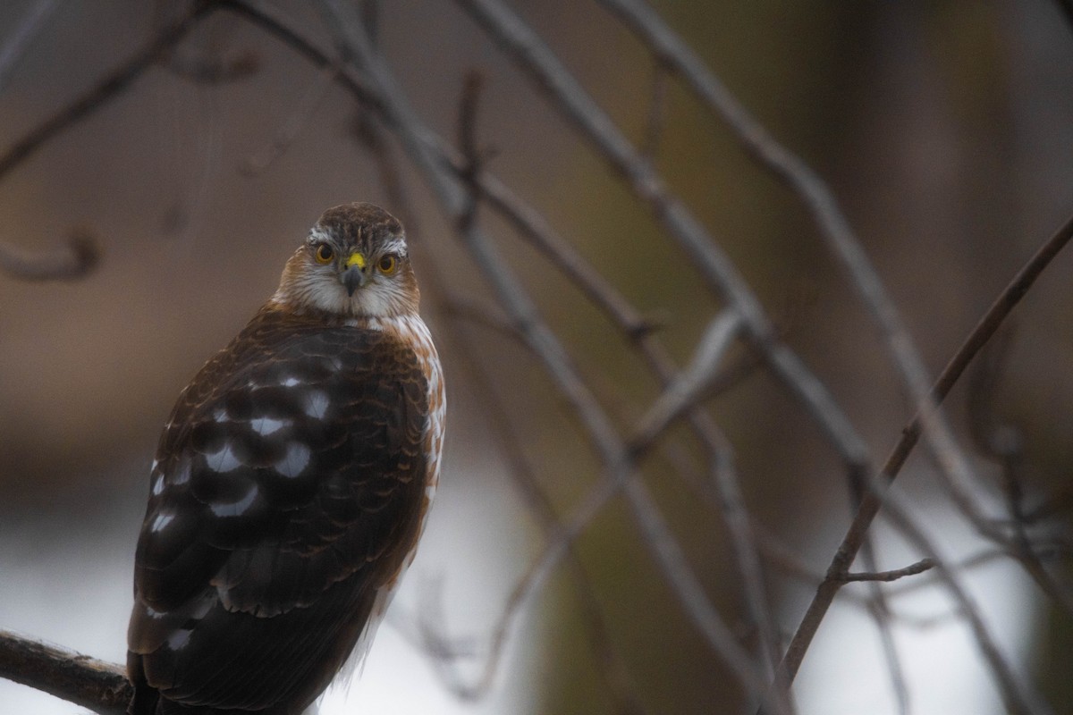 Sharp-shinned Hawk - ML616115073