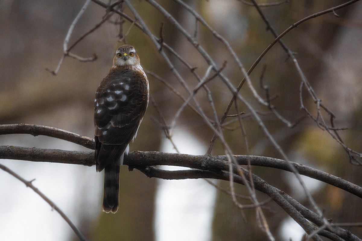 Sharp-shinned Hawk - ML616115074