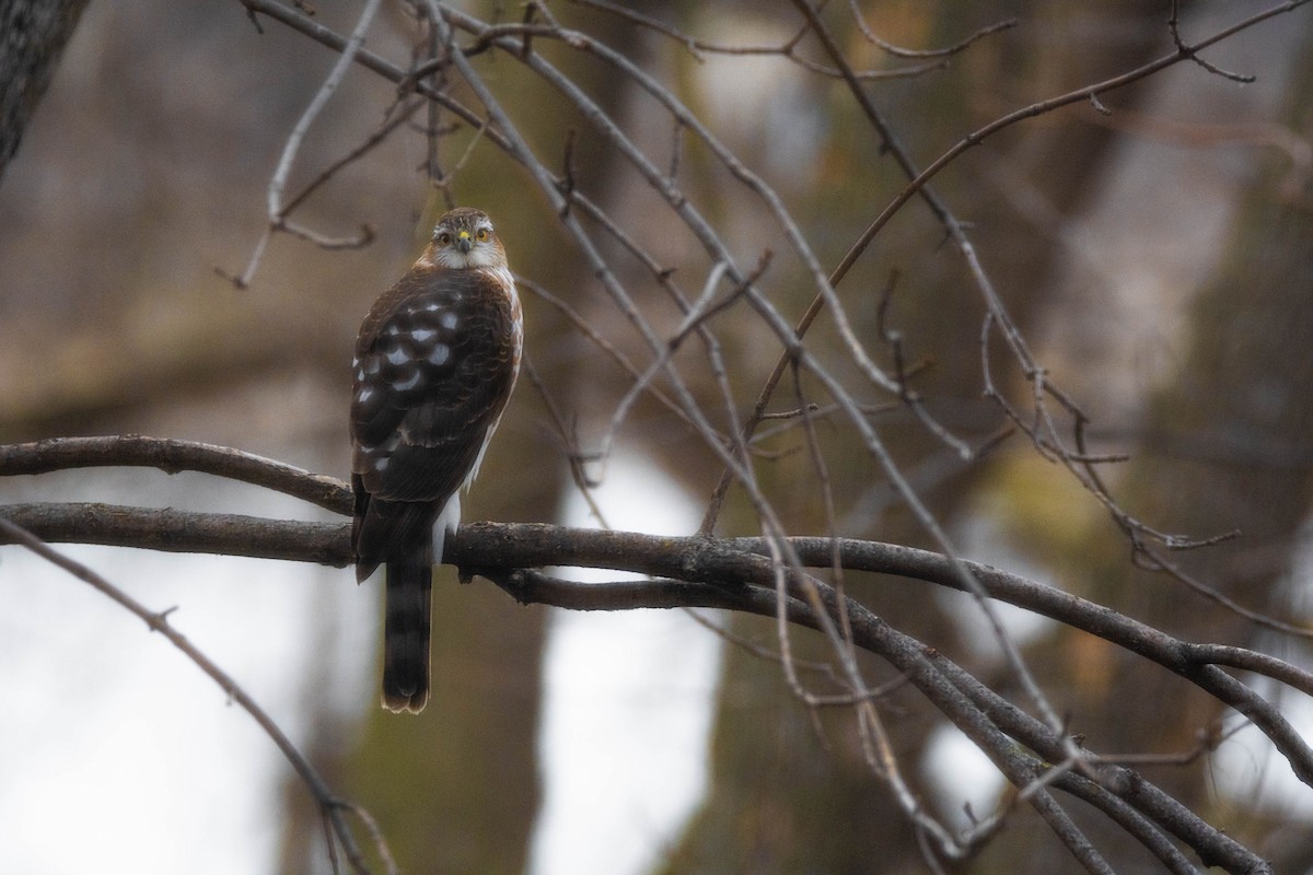 Sharp-shinned Hawk - ML616115075
