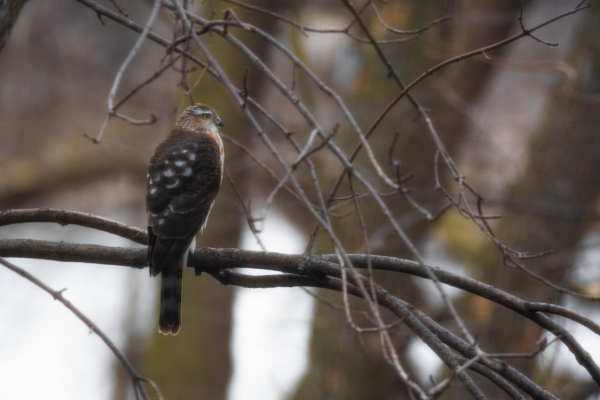 Sharp-shinned Hawk - ML616115076