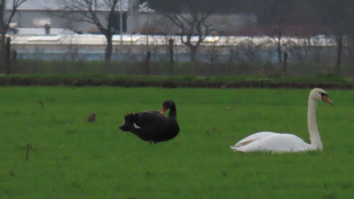 Black Swan - Nicole  Rijsemus