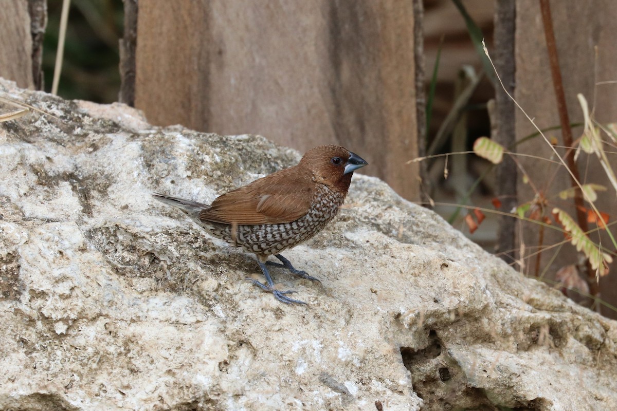 Scaly-breasted Munia - Alexander Cherinko