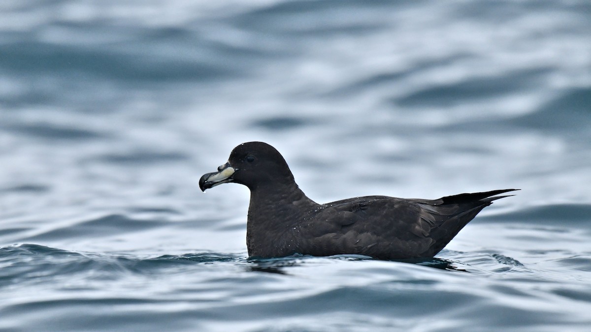 Westland Petrel - ML616115313