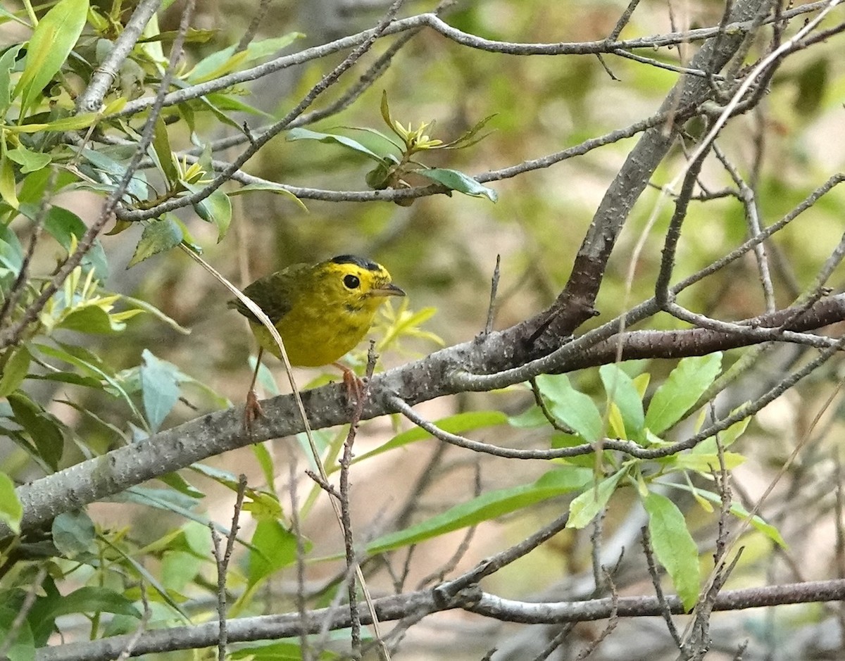 Wilson's Warbler - ML616115388