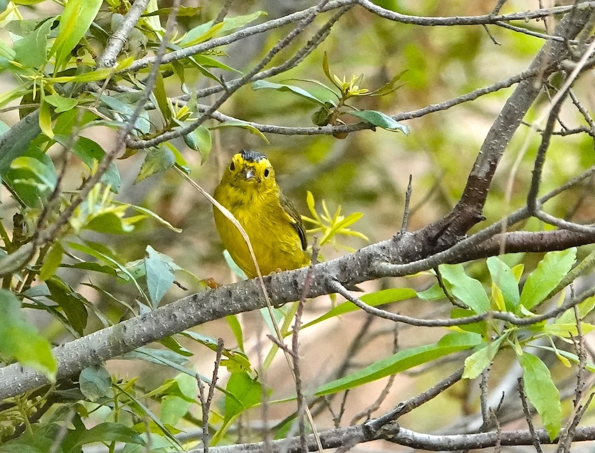 Wilson's Warbler - ML616115389