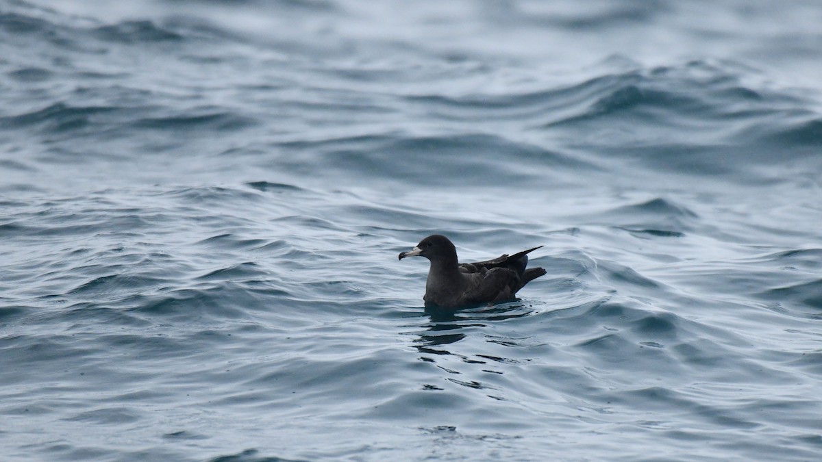 Flesh-footed Shearwater - ML616115427