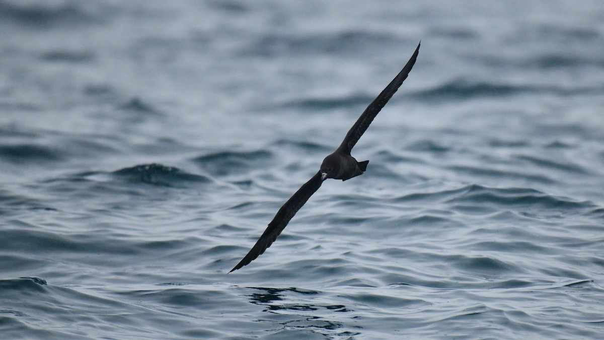 Flesh-footed Shearwater - ML616115428